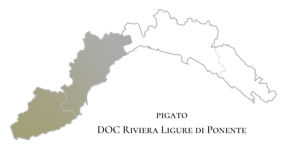 Riviera ligure di ponente pigato disciplinare DOC